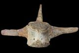 Pachycephalosaurus Caudal Vertebra With Process - Montana #130269-4